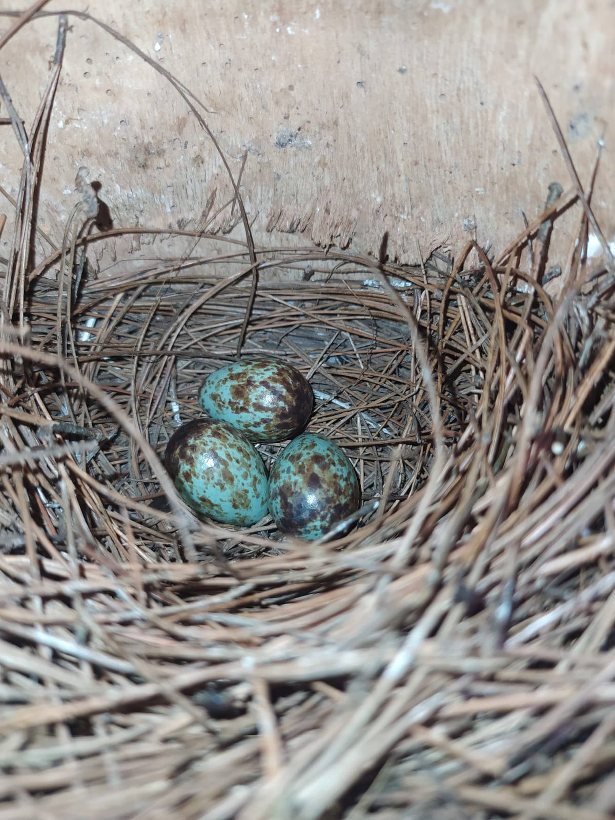 Banner Burung Taqimurai