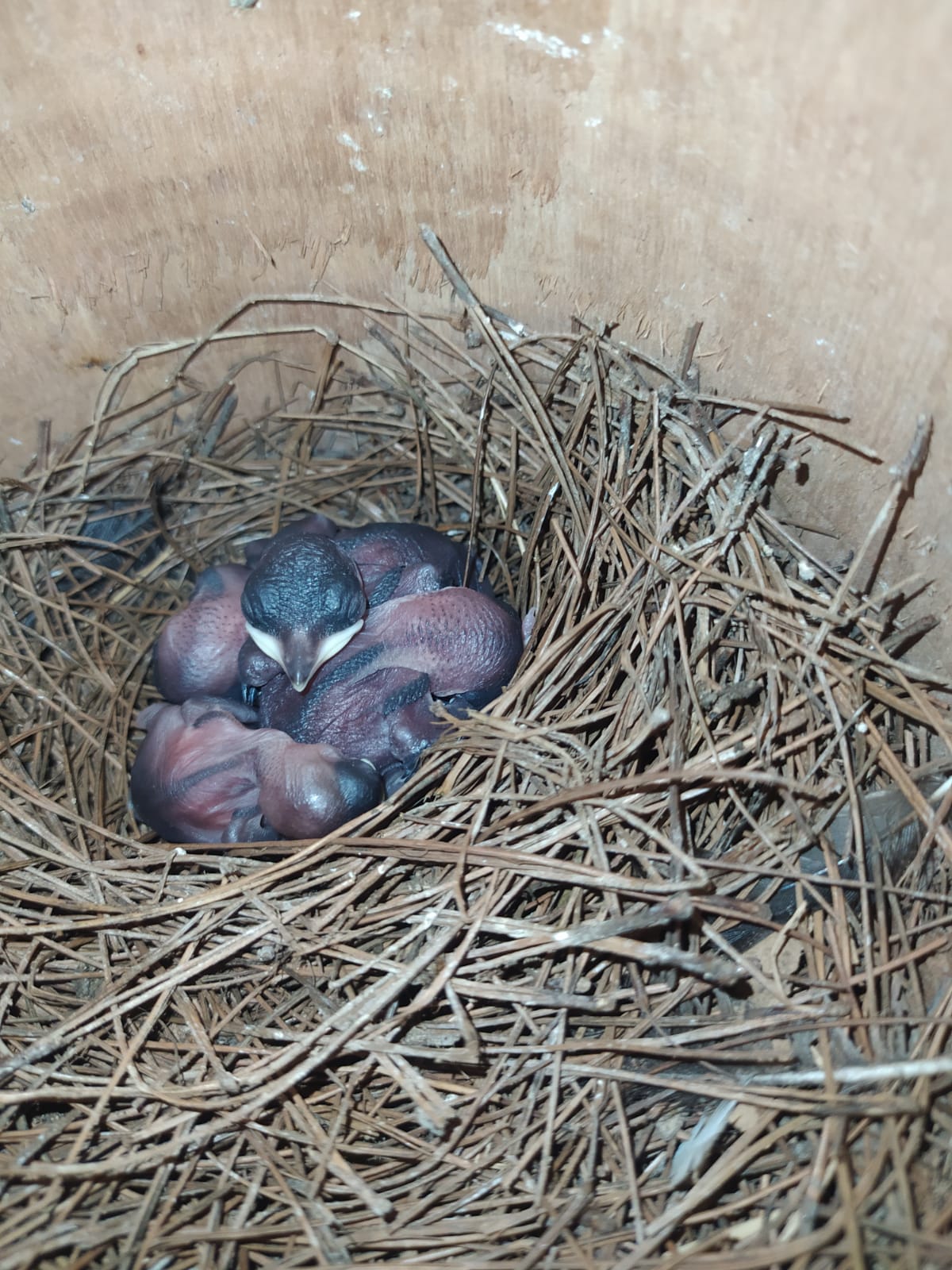 Banner Burung Taqimurai